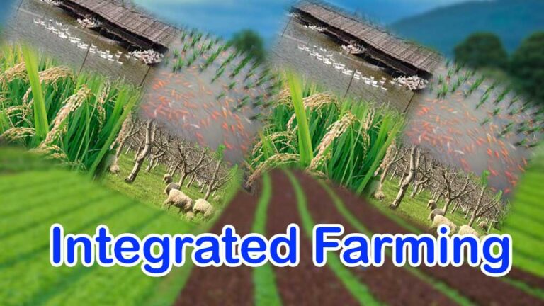 Integrated Farming